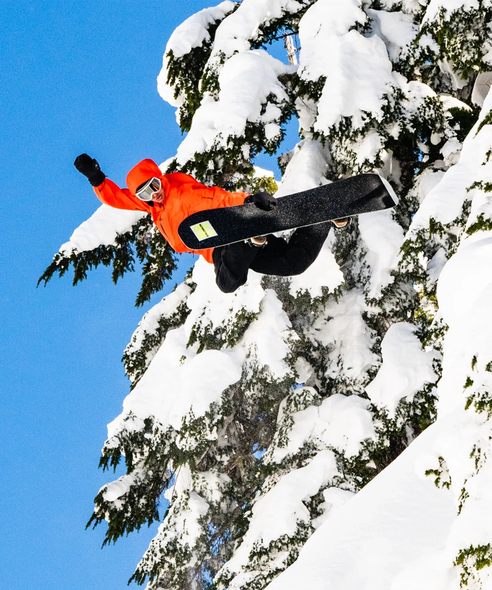 HPS - LOUIF PARADIS - Chillpaw